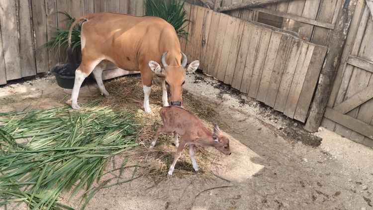 kelahiran-banteng-jawa-di-pusat-reintroduksi-banteng-jawa-pangandaran