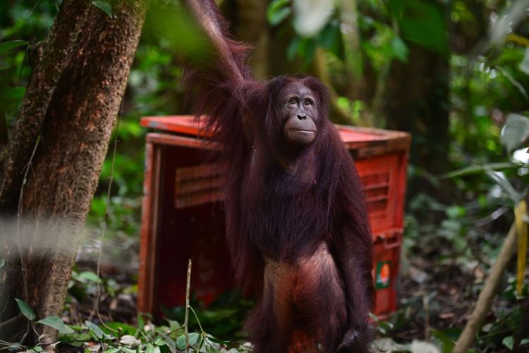 Menuju HKAN 2026: Perjalanan Mengantar Tiga Orangutan Pulang ke Rumah