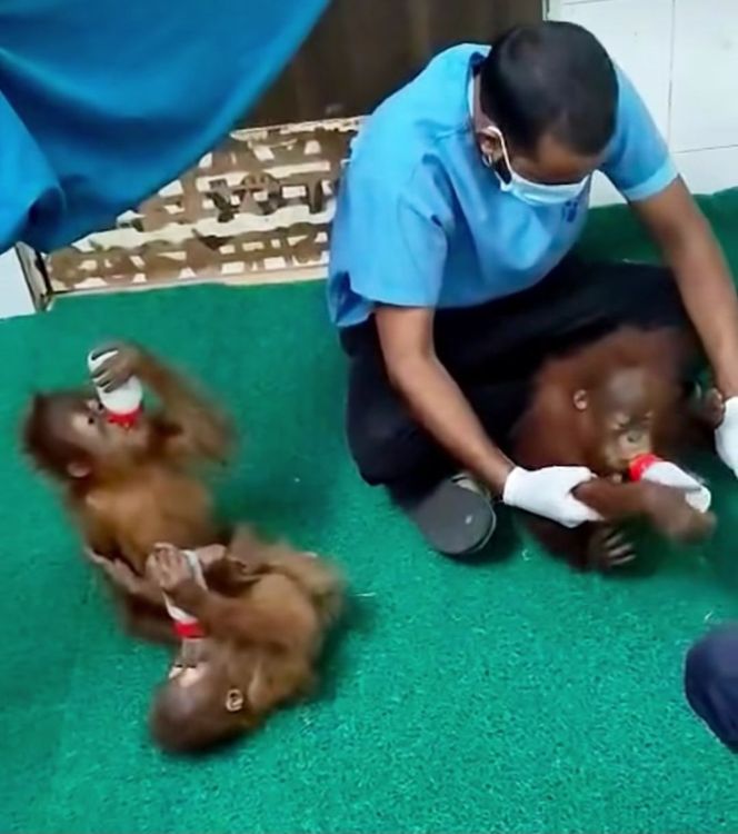 Pemerintah Indonesia Serius Tangani Penemuan Lima Bayi Orangutan di India, Upayakan Repatriasi ke Indonesia