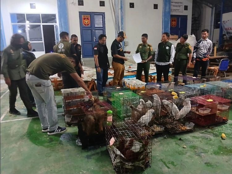 Sindikat Penyelundup Ratusan Satwa Langka ke Thailand Segera Disidang, Pelaku Terancam 15 Tahun Penjara