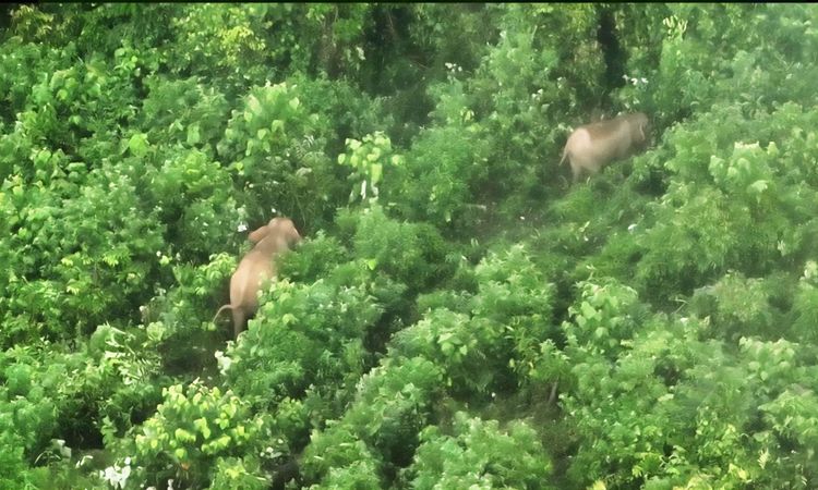 upaya-perkuat-perlindungan-populasi-gajah-sumatera-monitoring-di-bentang-alam-seblat-gunakan-drone-thermal