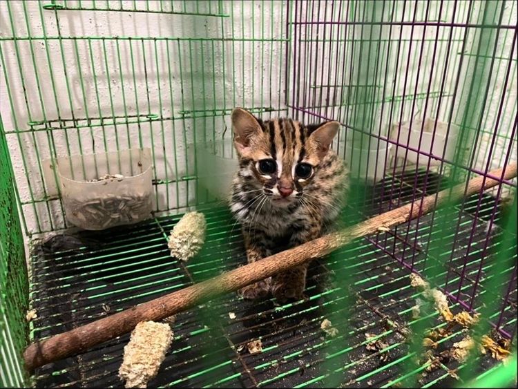Gakkum Kehutanan Limpahkan Tersangka Kasus Perdagangan Enam Ekor Kucing Kuwuk ke Kejari Belawan