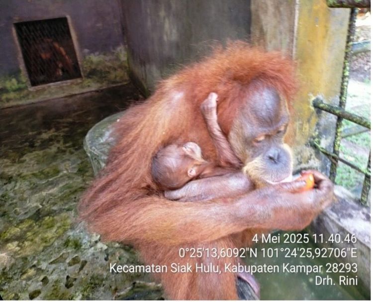 Kelahiran Orangutan di Lembaga Konversasi Kasang Kulim Riau