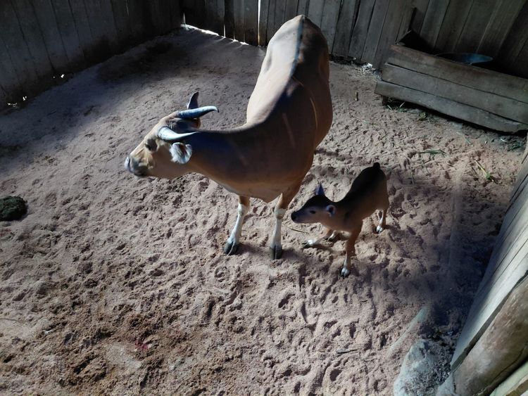 Kabar Gembira dari Pangandaran: Anak Banteng Jawa Ketiga Lahir di Purbajapa