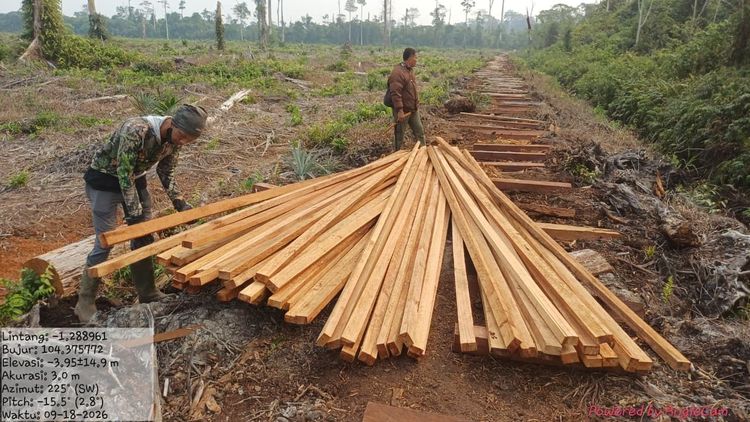 Kemenhut Tahan Dua Tersangka Tindak Illegal Logging di Habitat Harimau Sumatera